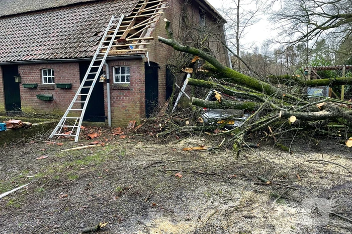 Auto bedolven onder omgewaaide boom