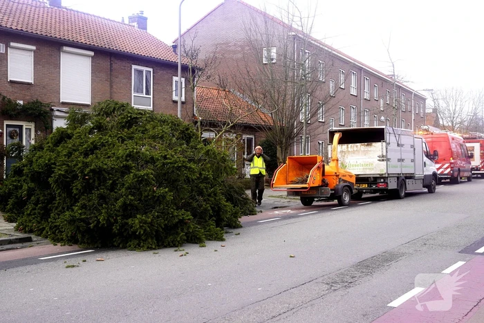 Door storm aangetaste boom neergehaald