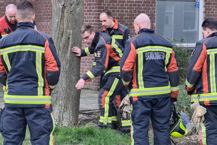 Brandweer ingezet voor scheefstaande boom
