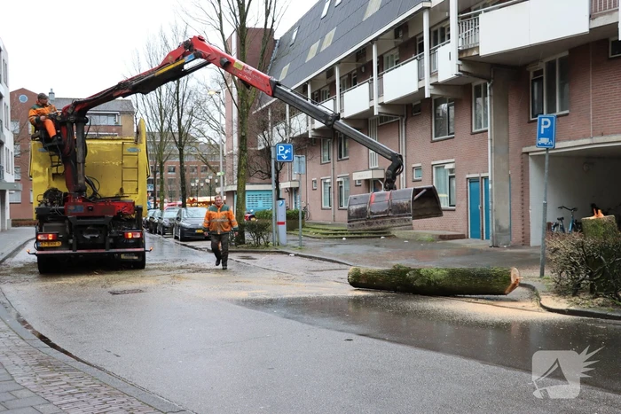 Spoedkap bij boom, busverkeer tijdelijk gestremd