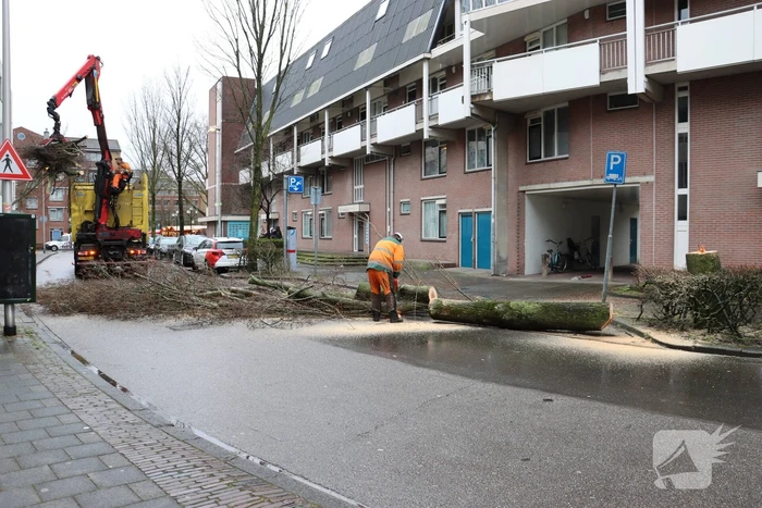 Spoedkap bij boom, busverkeer tijdelijk gestremd