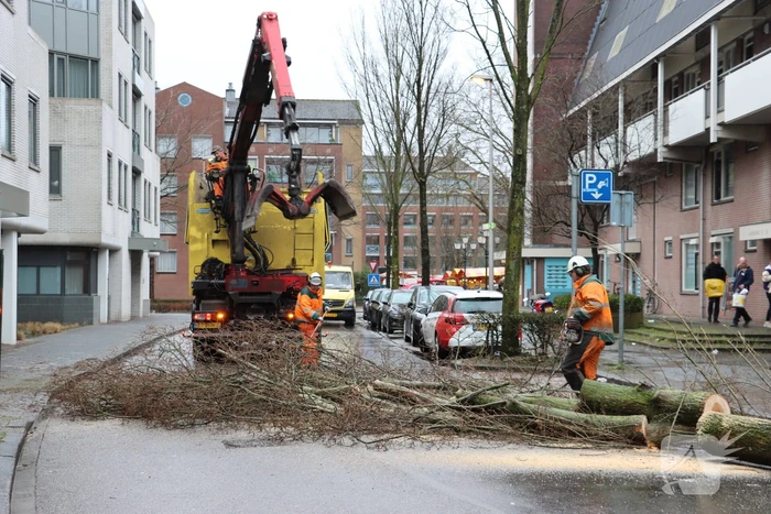 Spoedkap bij boom, busverkeer tijdelijk gestremd