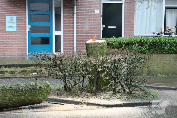 Spoedkap bij boom, busverkeer tijdelijk gestremd