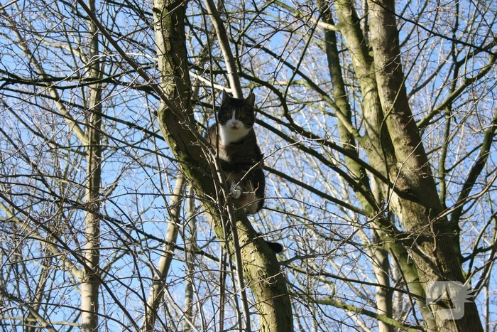 Brandweer haalt kat uit boom