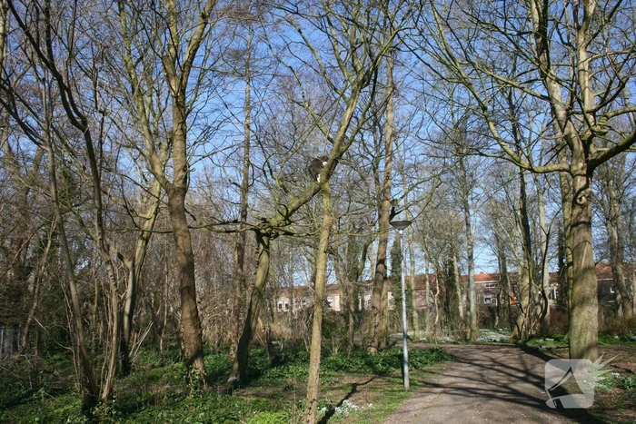 Brandweer haalt kat uit boom