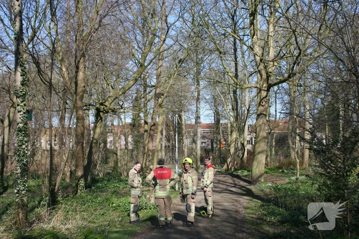Brandweer haalt kat uit boom