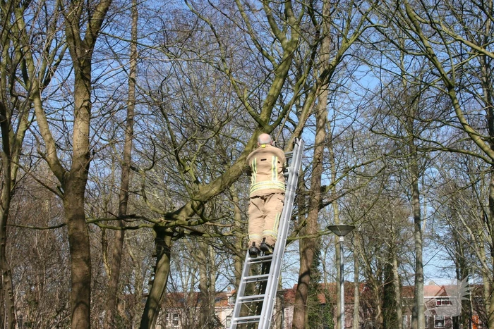 Brandweer haalt kat uit boom
