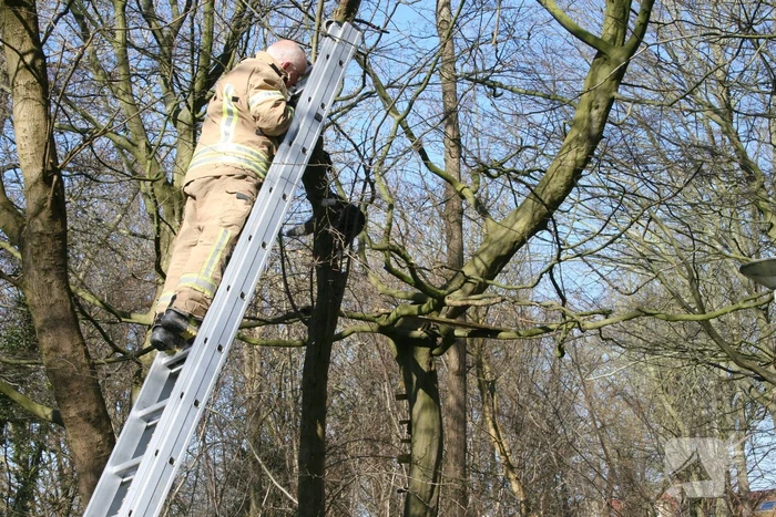 Brandweer haalt kat uit boom