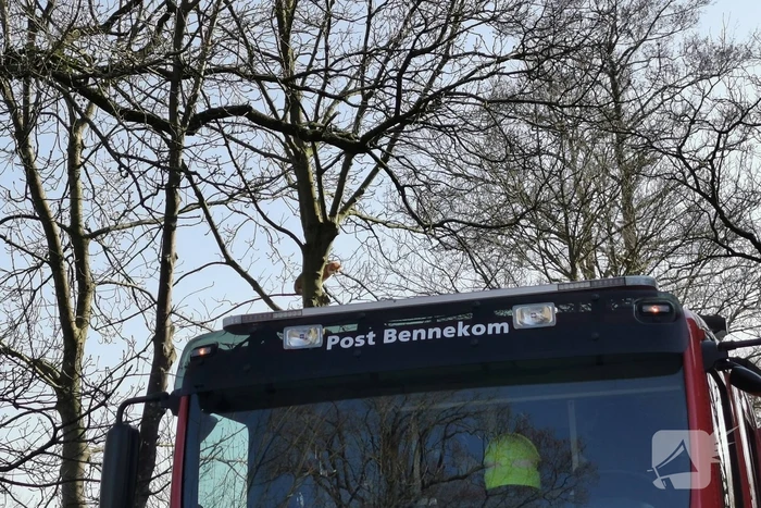 Vermiste kat Simba uit de boom gezaagd