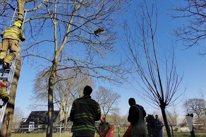 Vermiste kat Simba uit de boom gezaagd