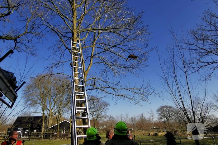 Vermiste kat Simba uit de boom gezaagd