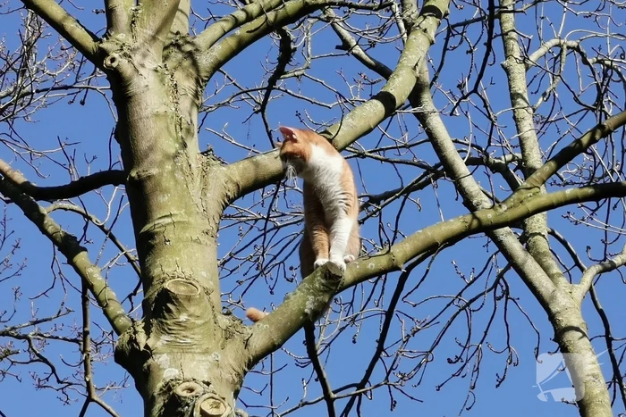 Vermiste kat Simba uit de boom gezaagd