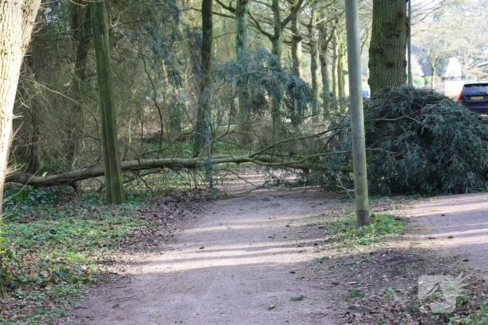 Boom zorgt voor gevaarlijke situatie op fietspad