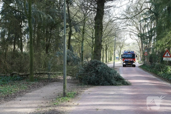 Boom zorgt voor gevaarlijke situatie op fietspad