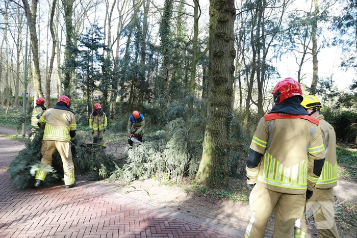 Boom zorgt voor gevaarlijke situatie op fietspad