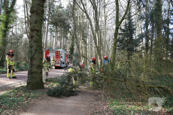 Boom zorgt voor gevaarlijke situatie op fietspad
