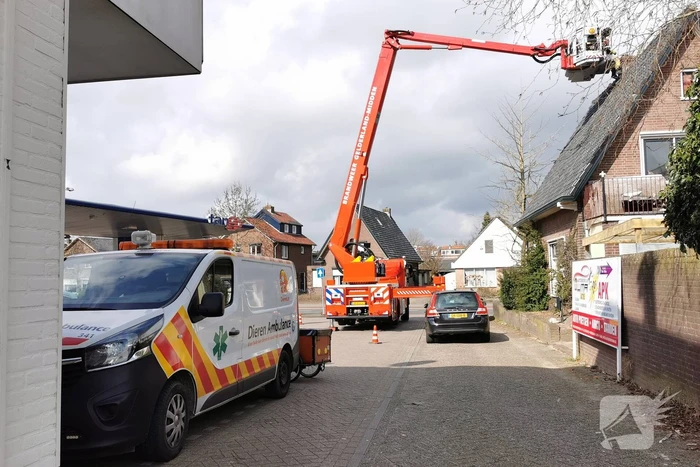 Kauw vast in schoorsteen van woning
