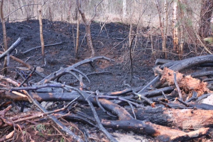 Brand in bosgebied