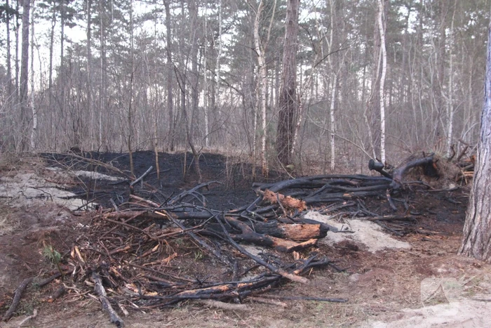 Brand in bosgebied
