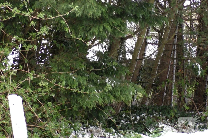 Meerdere bomen dreigen om te vallen
