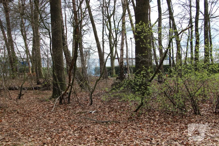 Rookontwikkeling vanwege brand in stuk bosschage