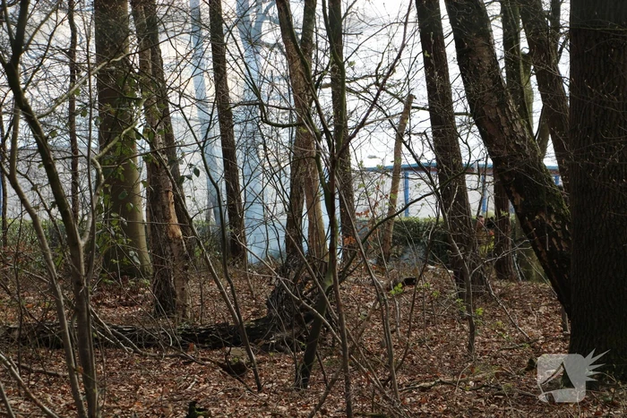 Rookontwikkeling vanwege brand in stuk bosschage