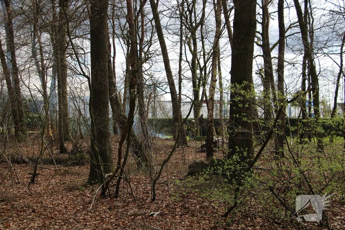 Rookontwikkeling vanwege brand in stuk bosschage