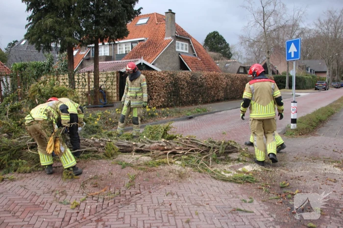 Boom valt vanuit voortuin over straat