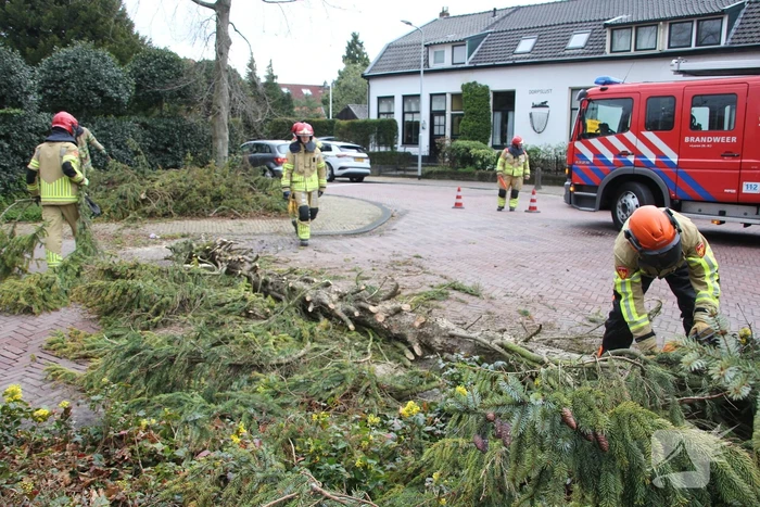 Boom valt vanuit voortuin over straat