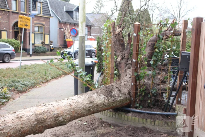 Boom valt vanuit voortuin over straat