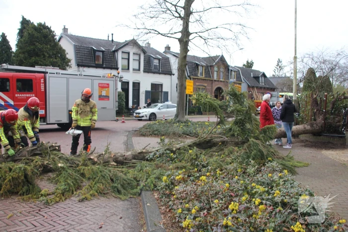 Boom valt vanuit voortuin over straat