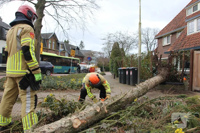 Boom valt vanuit voortuin over straat