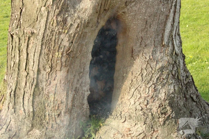 Brandweer blust brand binnenin boom
