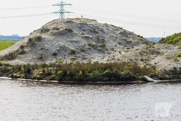 Dode zwaan aangetroffen in sloot Rengerswetering