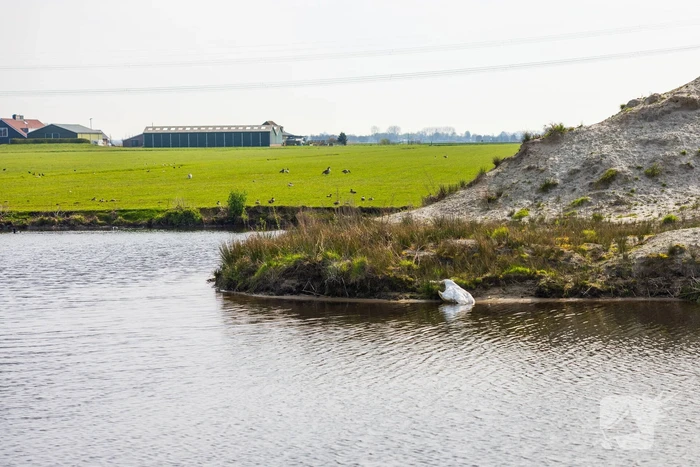 Dode zwaan aangetroffen in sloot Rengerswetering