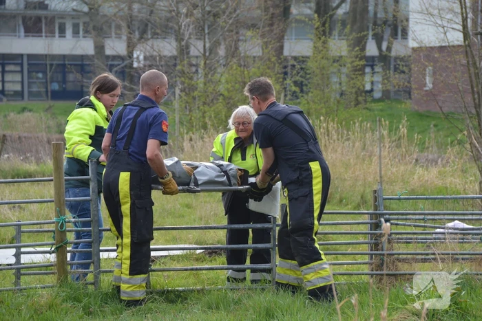 Ree door brandweer gered uit schiphuis