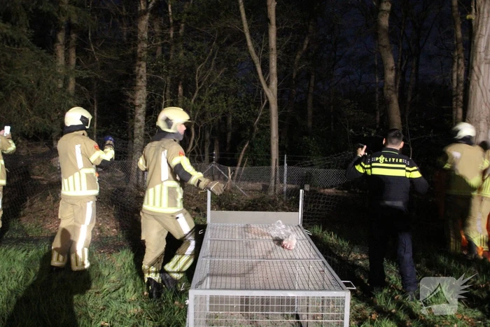 Zoekactie naar vermiste Serval kat