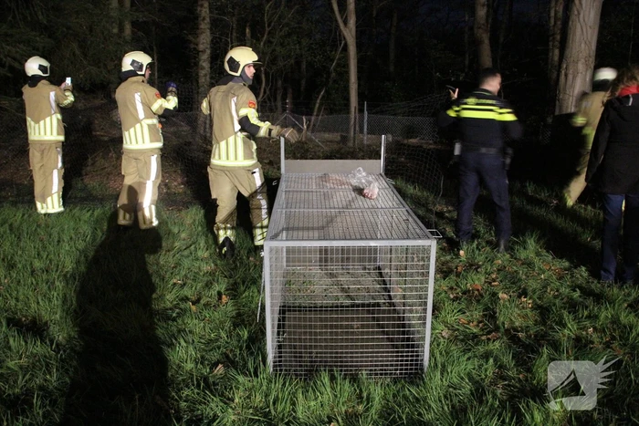 Zoekactie naar vermiste Serval kat