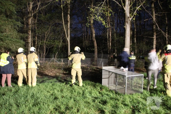 Zoekactie naar vermiste Serval kat