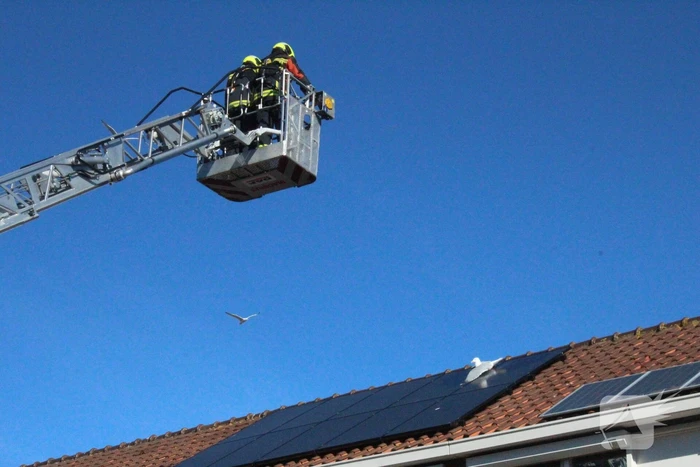 Meeuw vast aan zonnepanelen