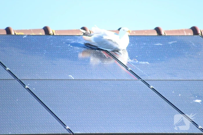 Meeuw vast aan zonnepanelen