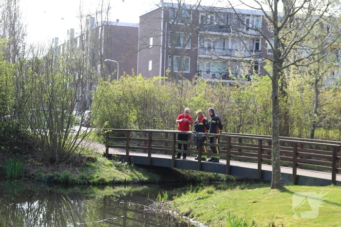 Reddingsactie voor zwaan met gebroken poot
