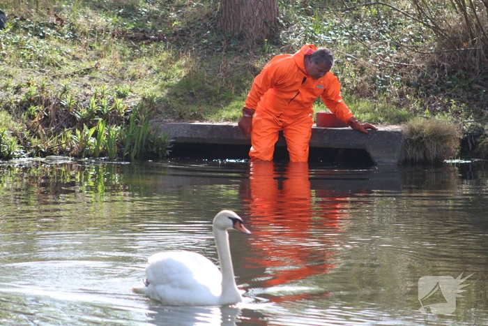 Reddingsactie voor zwaan met gebroken poot