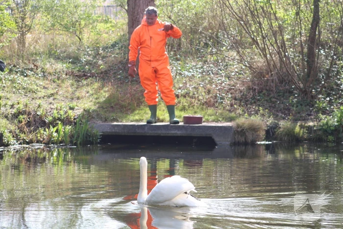 Reddingsactie voor zwaan met gebroken poot