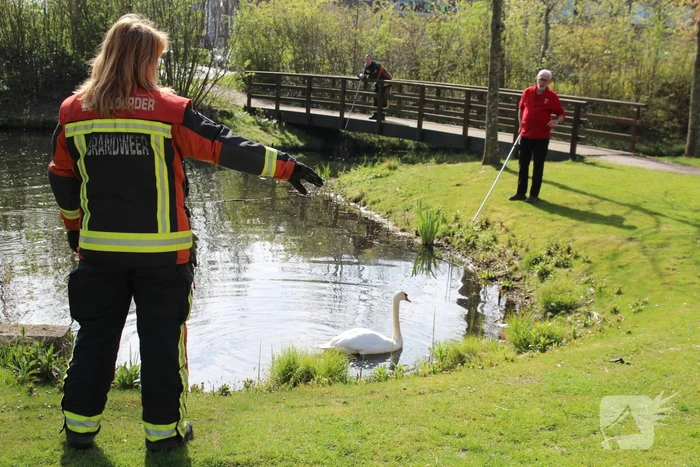 Reddingsactie voor zwaan met gebroken poot