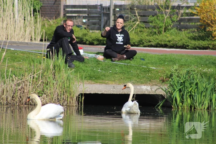 Reddingsactie voor zwaan met gebroken poot