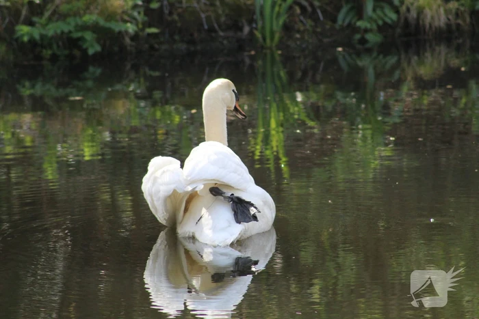 Reddingsactie voor zwaan met gebroken poot