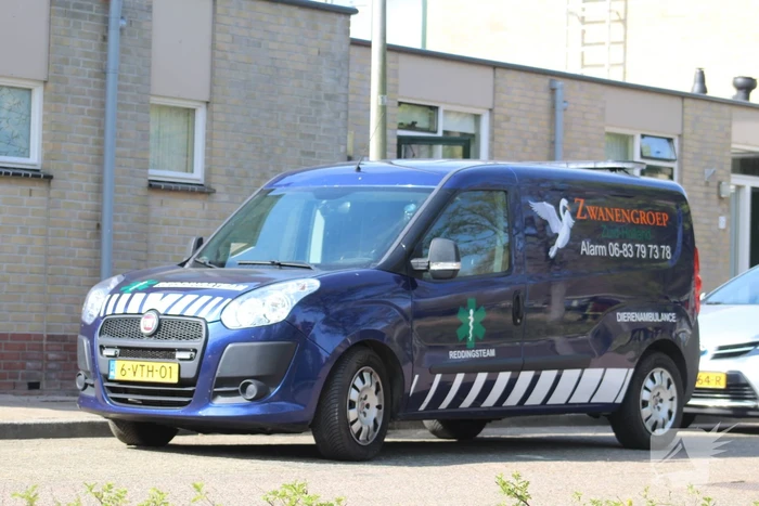 Reddingsactie voor zwaan met gebroken poot