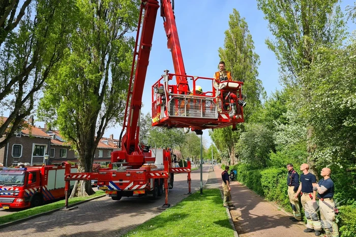Brandweer haalt vastzittende kat uit boom
