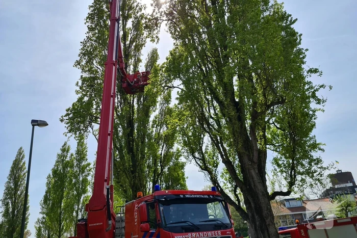 Brandweer haalt vastzittende kat uit boom